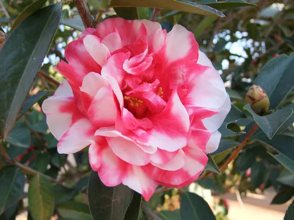 Camellia_Flowering_Plant_&_Tree_(1.5-3.5_Ft_Hight)_For_Shrub/Bush/Home_Gardening_Camellia_Hybrid_Flower_Plant