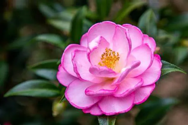 Camellia_Flower_Plant