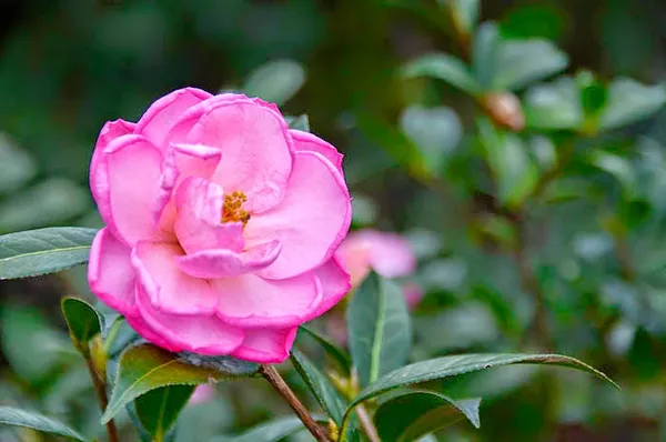 Camellia_Flower_Plant
