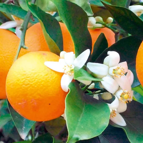 Red_Navel_Orange__Cara_Cara_Orange_Hybrid_Plant