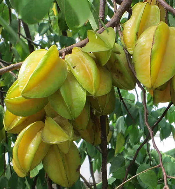 Thai_Hular_Carambola|Chinese_Gooseberry|Star_Fruit_Plant_&_Tree_(1.5-3.5_Ft_Hight)_For_Home_Gardening_Hybrid