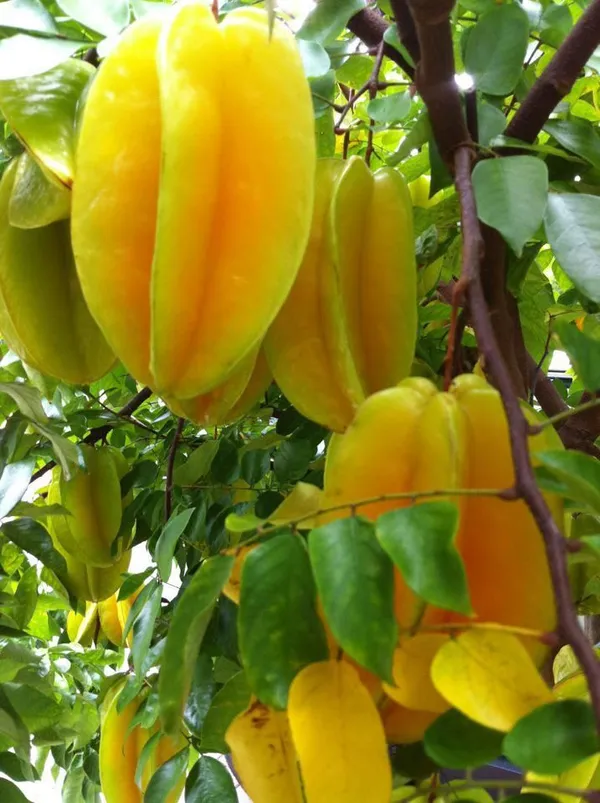 Thai_Hular_Carambola|Chinese_Gooseberry|Star_Fruit_Plant_&_Tree_(1.5-3.5_Ft_Hight)_For_Home_Gardening_Hybrid