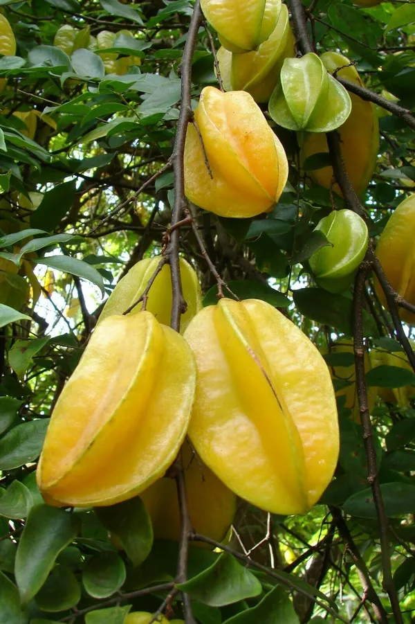 Thai_Hular_Carambola|Chinese_Gooseberry|Star_Fruit_Plant_&_Tree_(1.5-3.5_Ft_Hight)_For_Home_Gardening_Hybrid