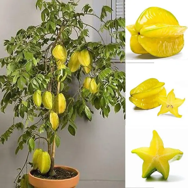 Thai_Hular_Carambola|Chinese_Gooseberry|Star_Fruit_Plant_&_Tree_(1.5-3.5_Ft_Hight)_For_Home_Gardening_Hybrid