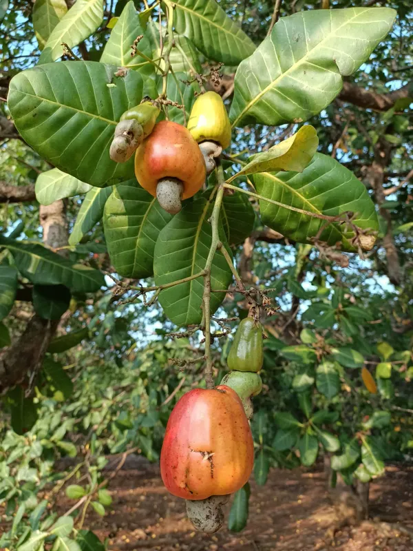 Cashew_Hybrid_Fruit_Plant_&_Tree_(1.5-3.5_Ft_Hight)_For_Home_Gardening_Cashew_Healthy_Fruit_Plant