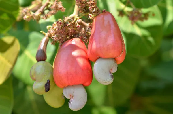 Cashew_Hybrid_Fruit_Plant_&_Tree_(1.5-3.5_Ft_Hight)_For_Home_Gardening_Cashew_Healthy_Fruit_Plant