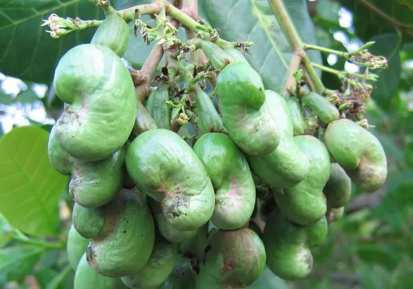 Cashew_Hybrid_Fruit_Plant_&_Tree_(1.5-3.5_Ft_Hight)_For_Home_Gardening_Cashew_Healthy_Fruit_Plant
