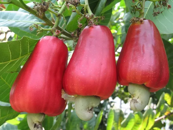 Cashew_Hybrid_Fruit_Plant_&_Tree_(1.5-3.5_Ft_Hight)_For_Home_Gardening_Cashew_Healthy_Fruit_Plant