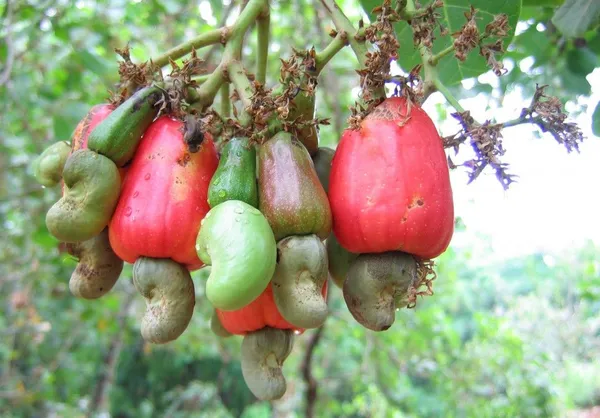 Cashew_Hybrid_Fruit_Plant_&_Tree_(1.5-3.5_Ft_Hight)_For_Home_Gardening_Cashew_Healthy_Fruit_Plant