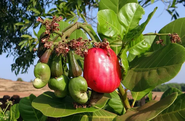Cashew|Kaju_Badam_Hybrid_Fruit_Plant_&_Tree_For_Home_Gardening_(1.5-3.5_Ft_Hight)_Cashew_Healthy_Fruit_Plant