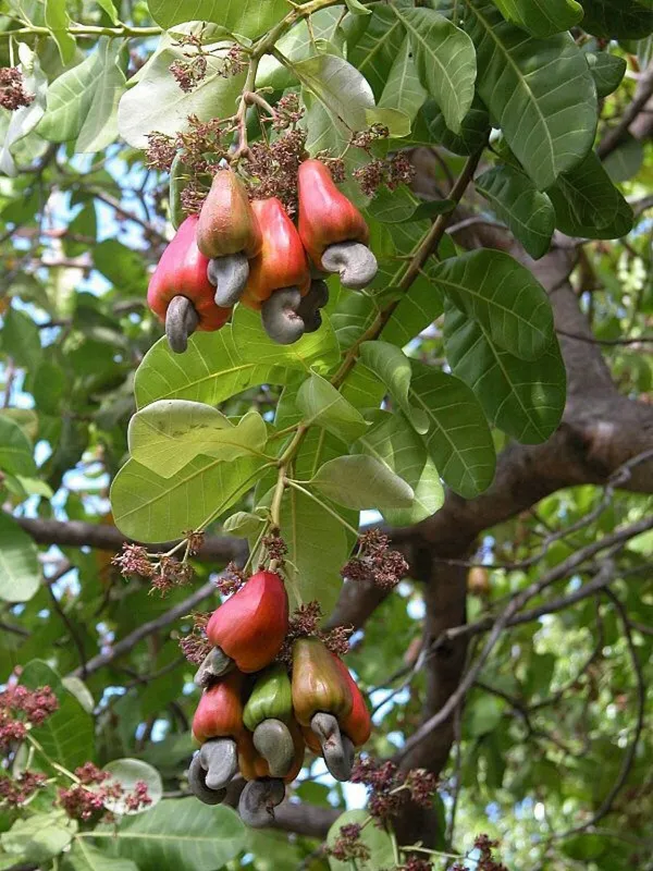 Cashew|Kaju_Badam_Hybrid_Fruit_Plant_&_Tree_For_Home_Gardening_(1.5-3.5_Ft_Hight)_Cashew_Healthy_Fruit_Plant