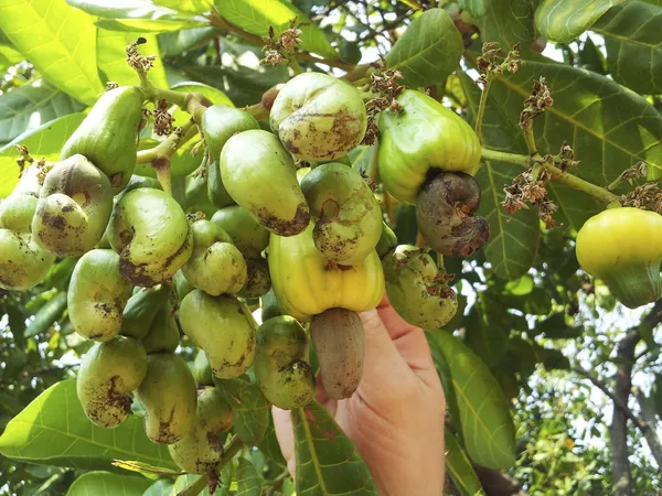Cashew|Kaju_Badam_Hybrid_Fruit_Plant_&_Tree_For_Home_Gardening_(1.5-3.5_Ft_Hight)_Cashew_Healthy_Fruit_Plant