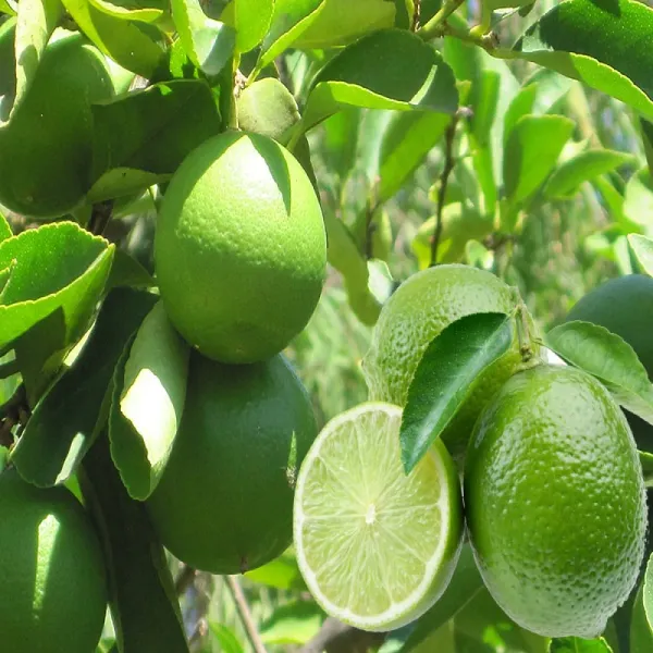 Seedless_Hybrid_Lemon_Plant