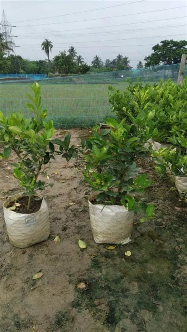 Seedless_Hybrid_Lemon_Plant