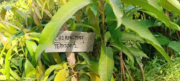 Chaing_Mai_Variety_Mango_Fruit_Plant_&_Tree_(1.5-3.5_Ft_Hight)_Well_Watered_Chaing_Mai_Mango_Healthy_Fruit_Plant_For_Your_Home_Garden