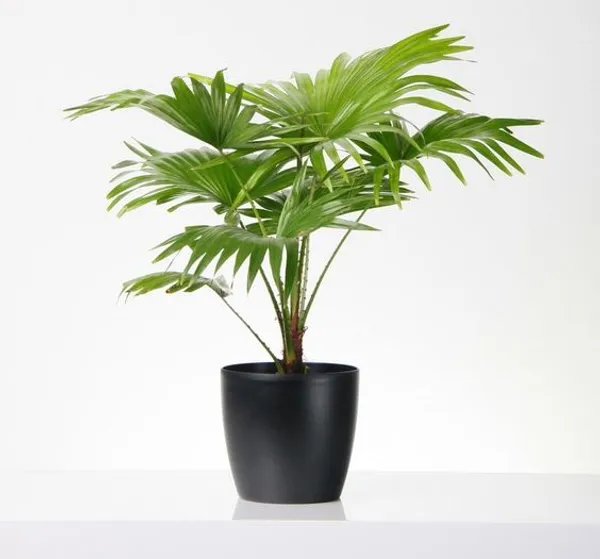 Chaina_Fan_Indoor_|_Outdoor_Plant