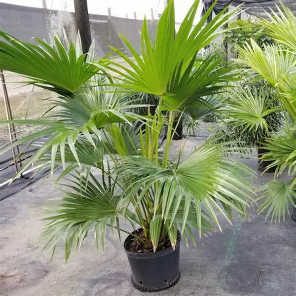 Chaina_Fan_Indoor_|_Outdoor_Plant