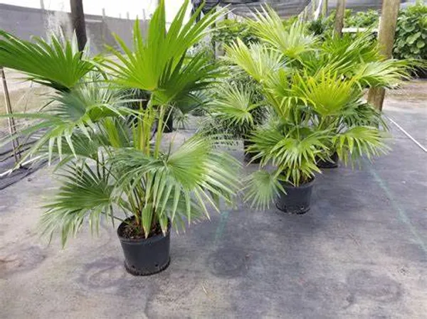 Chaina_Fan_Indoor_|_Outdoor_Plant