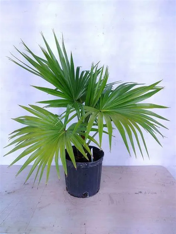 Chaina_Fan_Indoor_|_Outdoor_Plant