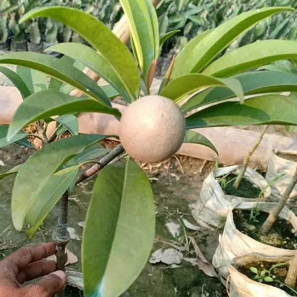 Thai_12_Month_Grafted_Chiku_|Chikoo|Sapota_Fruit_Plant_Hybrid
