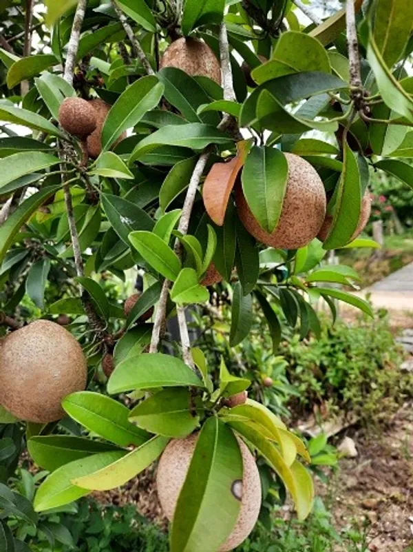 Thai_12_Month_Grafted_Chiku_|Chikoo|Sapota_Fruit_Plant_Hybrid