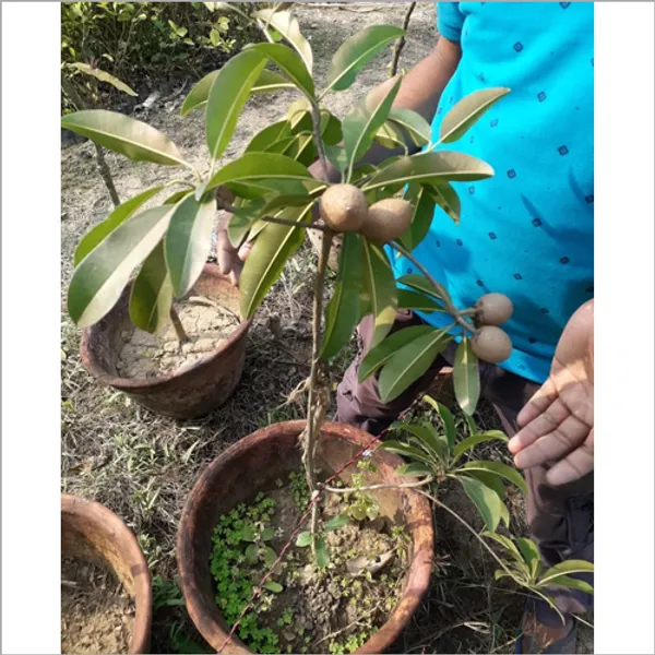 Thai_12_Month_Grafted_Chiku_|Chikoo|Sapota_Fruit_Plant_Hybrid