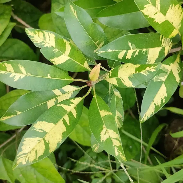 Chiku_|Sapodilla_Variegated,_Graft_Fruit_Plant_Hight_1-1.5-Ft