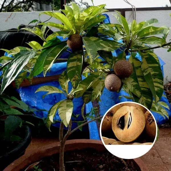 Chiku_|Sapodilla_Variegated,_Graft_Fruit_Plant_Hight_1-1.5-Ft