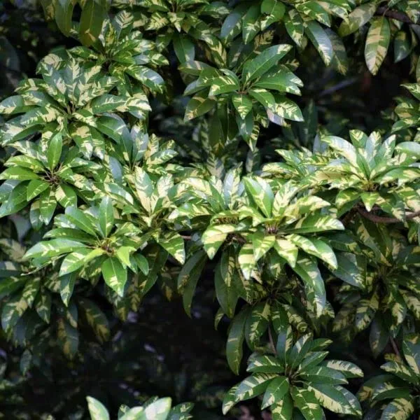 Chiku_|Sapodilla_Variegated,_Graft_Fruit_Plant_Hight_1-1.5-Ft