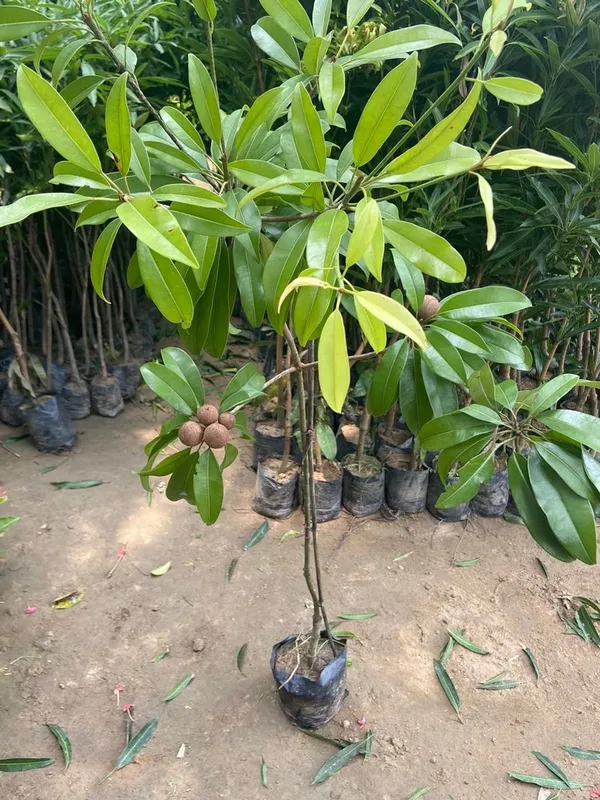 Chiku|Sapota|Chikoo_Hybrid_Fruit_Plant_&_Tree_For_Home_Gardening_(1.5-3.5_Ft_Hight)_Sapota_Healthy_Fruit_Plant