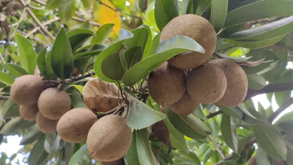 Chiku|Sapota|Chikoo_Hybrid_Fruit_Plant_&_Tree_For_Home_Gardening_(1.5-3.5_Ft_Hight)_Sapota_Healthy_Fruit_Plant