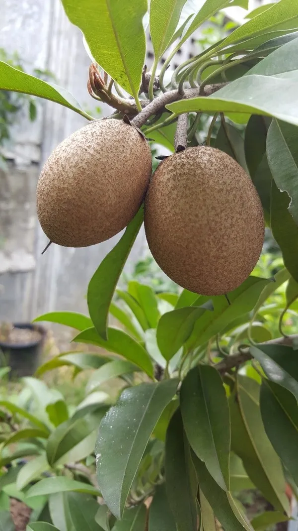 Chiku|Sapota|Chikoo_Hybrid_Fruit_Plant_&_Tree_For_Home_Gardening_(1.5-3.5_Ft_Hight)_Sapota_Healthy_Fruit_Plant