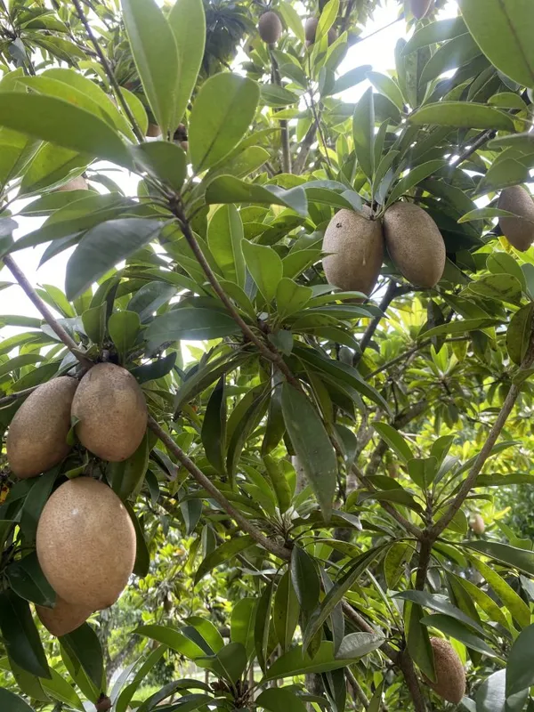 Chiku|Sapota|Chikoo_Hybrid_Fruit_Plant_&_Tree_For_Home_Gardening_(1.5-3.5_Ft_Hight)_Sapota_Healthy_Fruit_Plant