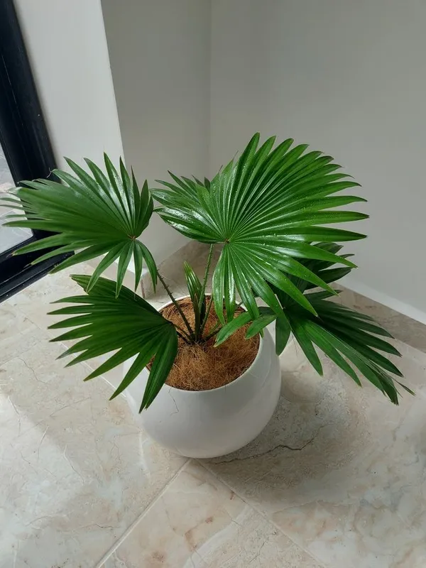 Chinese_Fan_Plam_(Indoor_Plant)_For_Your_Home_Decoration_&_Gardening_China_Fan_Plam_(Air_Purifying)_Indoor|Outdoor_Plant_Hybrid