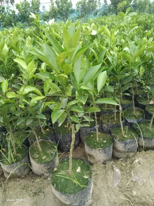 Chinese_Sweet_Orange_Plant_,_High_Yield_Variety_Chinese_Orange
