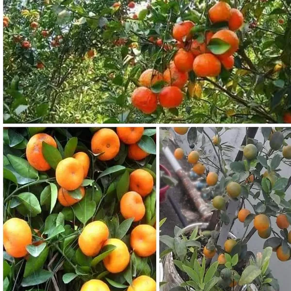 Chinese_Sweet_Orange_Plant_,_High_Yield_Variety_Chinese_Orange