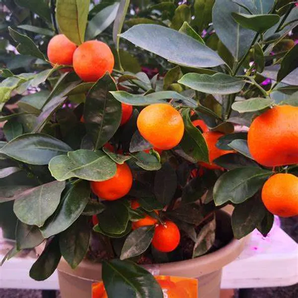 Chinese_Grafted_weet_Ramrango_Hybrid_Orange_Fruit_Plant_1.5-3.5_Ft