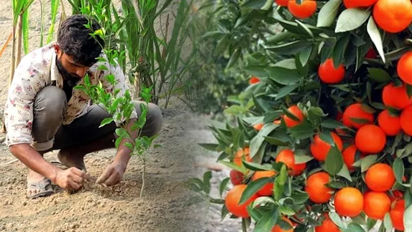 Chinese_Grafted_weet_Ramrango_Hybrid_Orange_Fruit_Plant_1.5-3.5_Ft