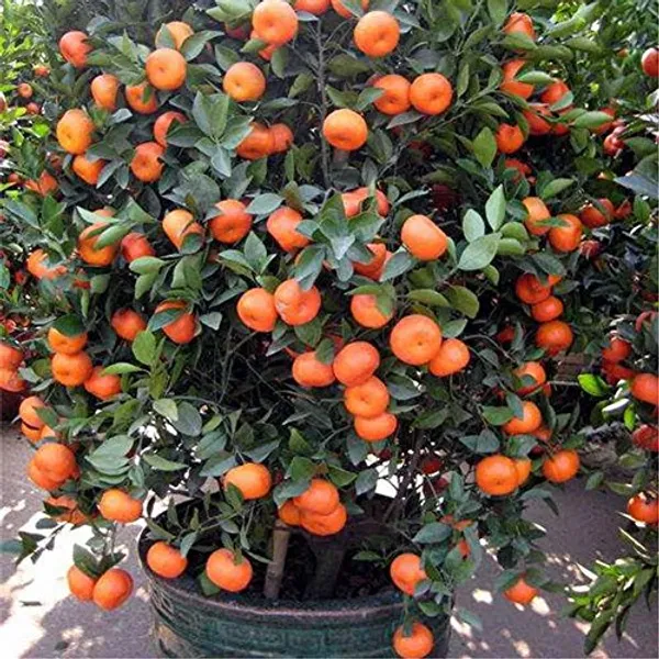 Chinese_Grafted_weet_Ramrango_Hybrid_Orange_Fruit_Plant_1.5-3.5_Ft