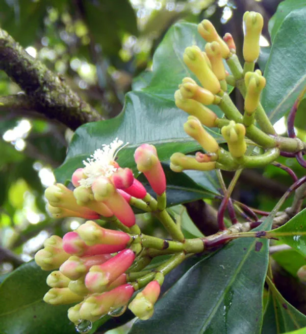 Clove|Lobongo__Spices_Plant_&_Tree_For_Your_Sweet_Home_Gardening_Hybrid