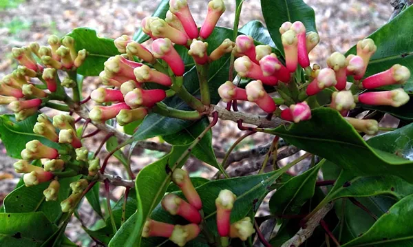 Clove|Lobongo__Spices_Plant_&_Tree_For_Your_Sweet_Home_Gardening_Hybrid