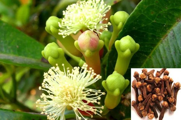 Clove|Lobongo__Spices_Plant_&_Tree_For_Your_Sweet_Home_Gardening_Hybrid
