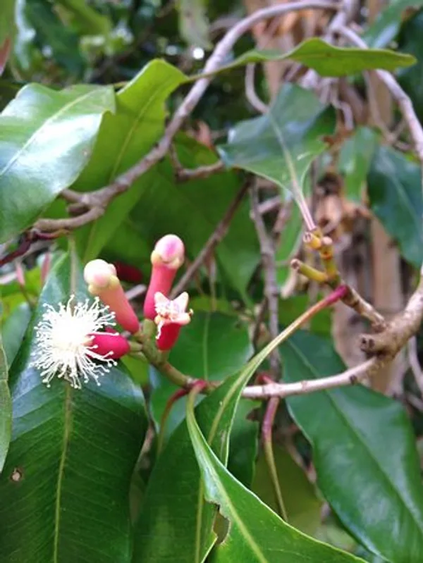 Clove|Lobongo__Spices_Plant_&_Tree_For_Your_Sweet_Home_Gardening_Hybrid