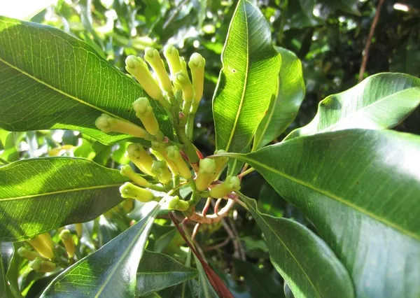 Clove_Long_Spices_Plant_&_Tree_(1.5-3.5_Ft_Hight)_For_Home_Gardening_Hybrid_Clove_Plant_Good_For_Health
