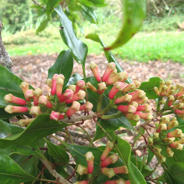 Clove_Long_Spices_Plant_&_Tree_(1.5-3.5_Ft_Hight)_For_Home_Gardening_Hybrid_Clove_Plant_Good_For_Health