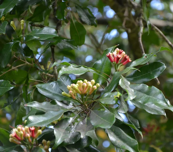 Clove_Long_Spices_Plant_&_Tree_(1.5-3.5_Ft_Hight)_For_Home_Gardening_Hybrid_Clove_Plant_Good_For_Health
