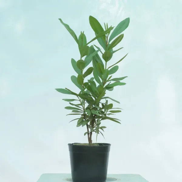 Clove|Long|Lobongo_Spices_Plant_Good_For_Health_(Plant_Hight_1.5-3.5_Ft)_Hybrid_Clove_Plant_&_Tree_For_Home_Gardening