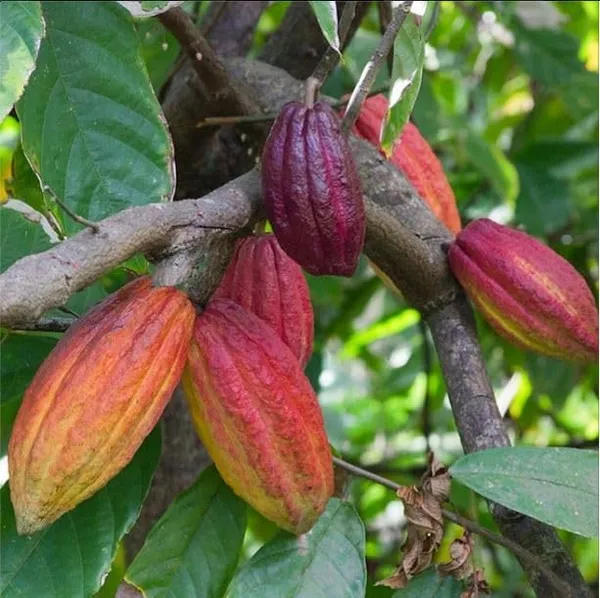 Thai__Red_Cocoa_Plant_Fruit_&_Fruit_Trees_Rare_Hybrid_Dwarf_"_Red_Colour_Cocoa_Plant_&_Tree__Red