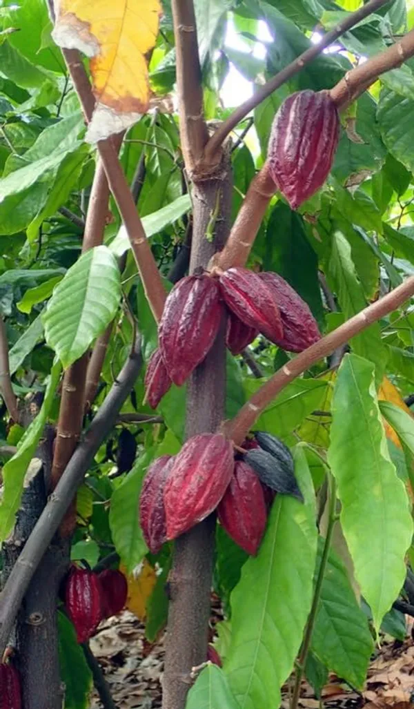 Thai__Red_Cocoa_Plant_Fruit_&_Fruit_Trees_Rare_Hybrid_Dwarf_"_Red_Colour_Cocoa_Plant_&_Tree__Red