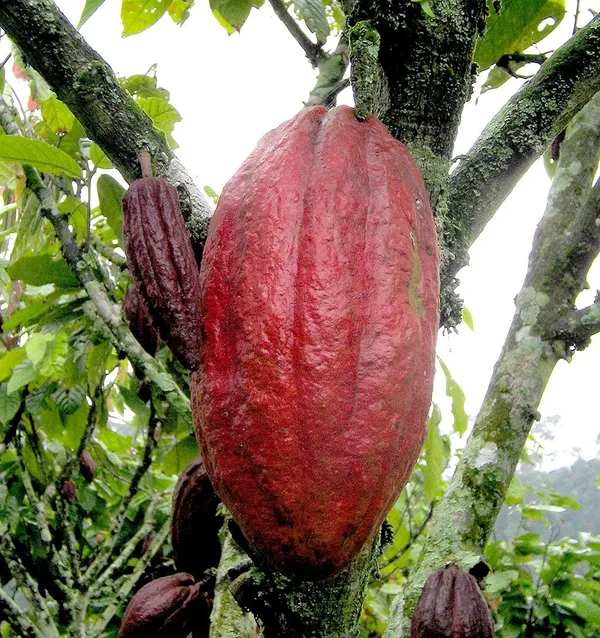 Thai__Red_Cocoa_Plant_Fruit_&_Fruit_Trees_Rare_Hybrid_Dwarf_"_Red_Colour_Cocoa_Plant_&_Tree__Red